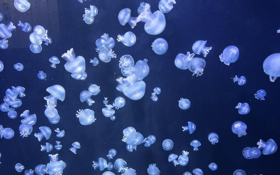 Jellyfish at Kamo Aquarium